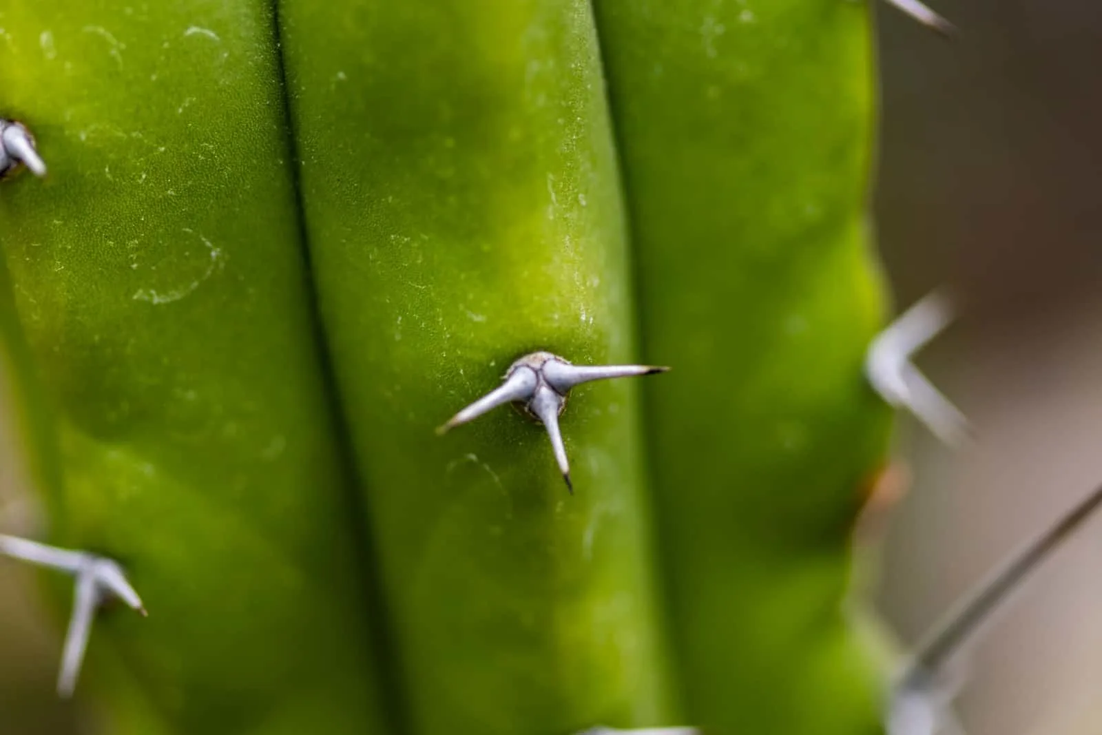 Detail of the Blue Myrtle Cactus