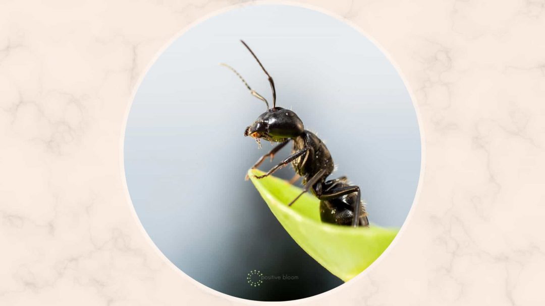 Do Ants Eat Grass? + How To Remove Them Effectively