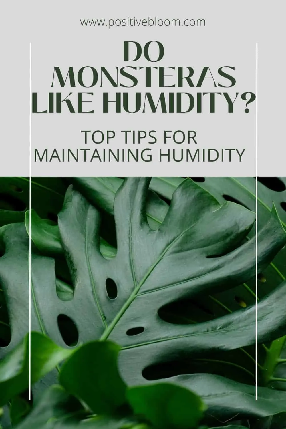 Do Monsteras Like Humidity Top Tips For Maintaining Humidity Pinterest