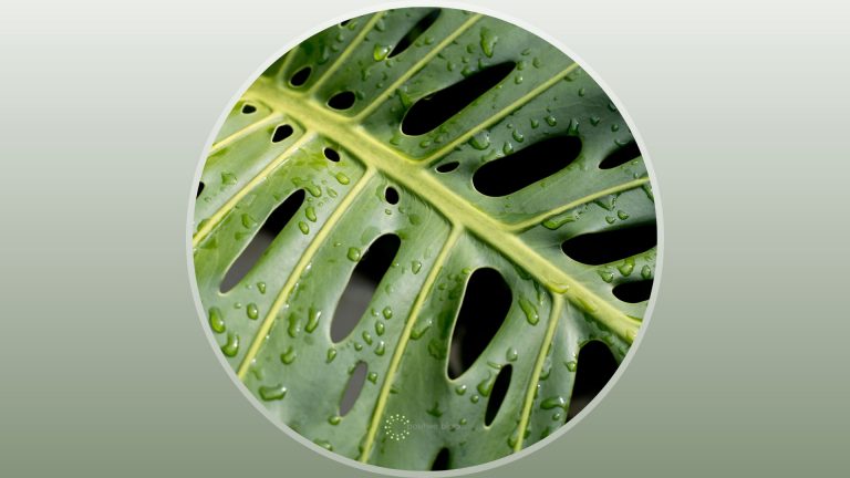 close shot of monstera plant