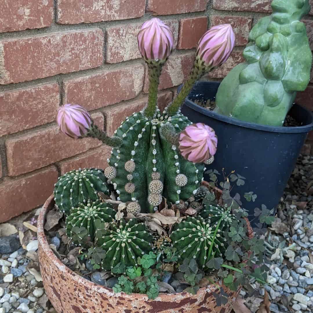 Easter Lily Cactus in a pot