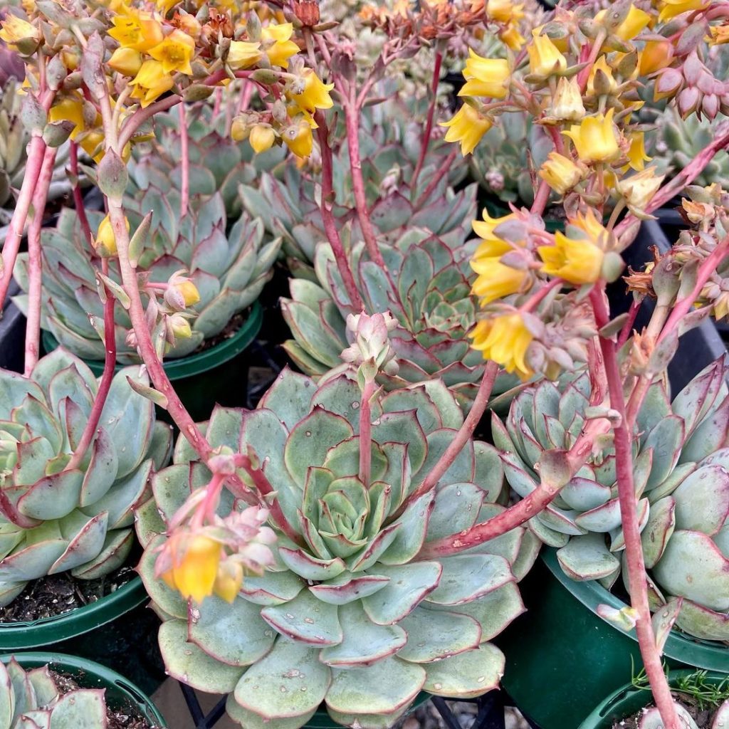 17 Amazing Succulents With Yellow Flowers