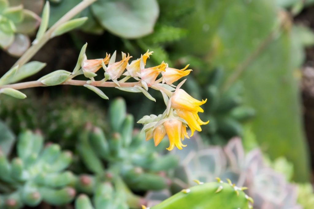 17 Amazing Succulents With Yellow Flowers