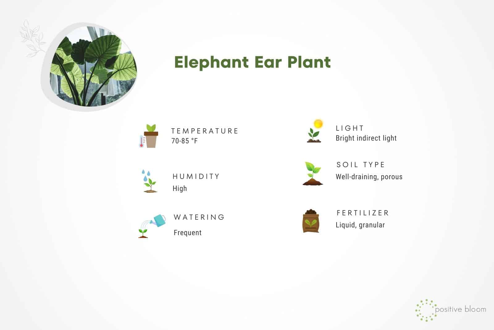 Elephant Ear Plant