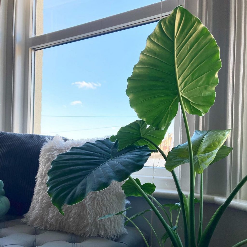 How To Grow An Elephant Ear Plant Indoors (The Best Tips)