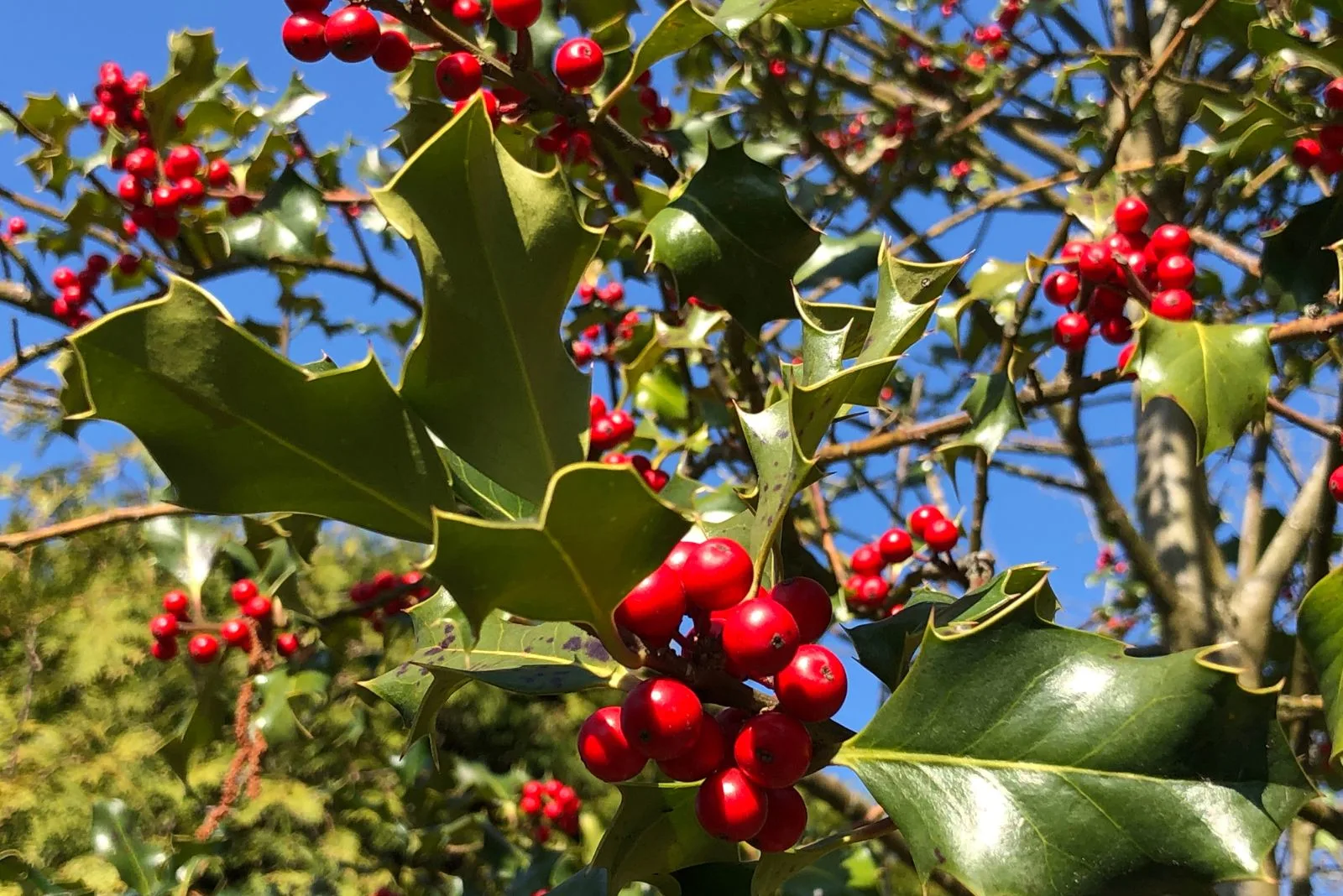 English holly with red berries