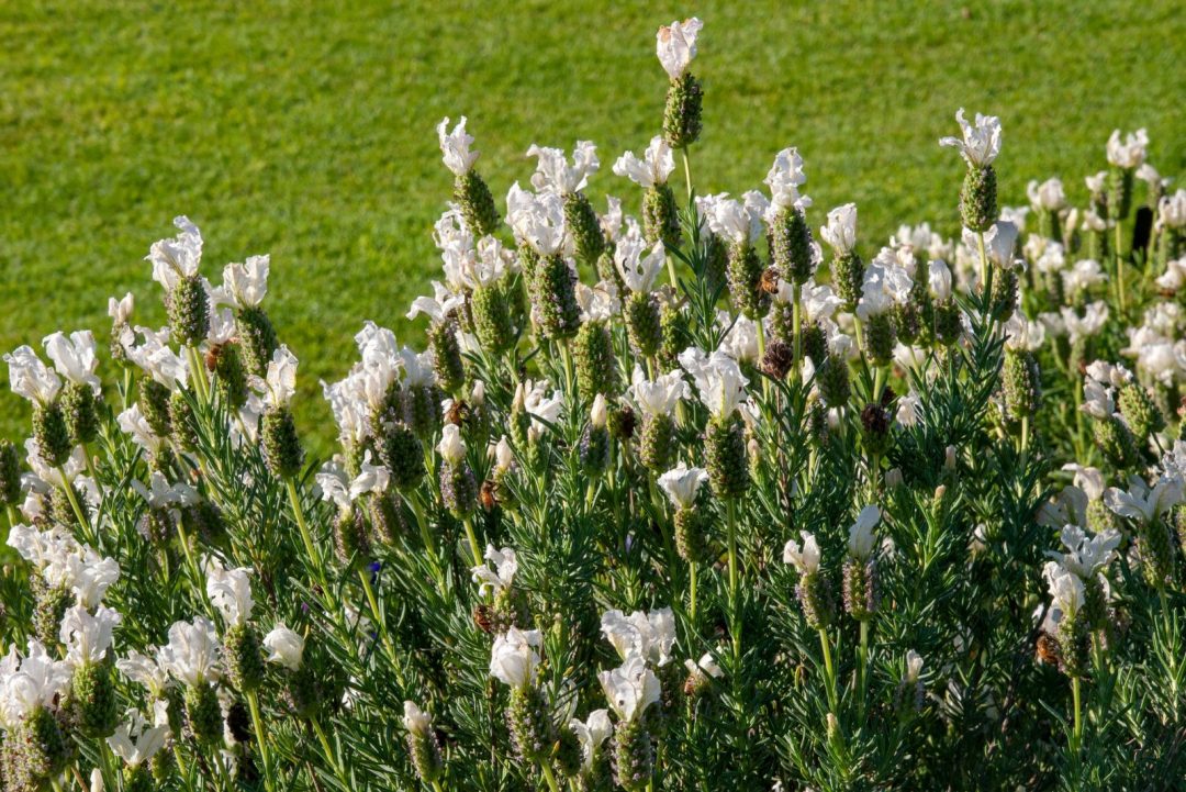 How To Grow The White Lavender Plant + 8 Great Varieties