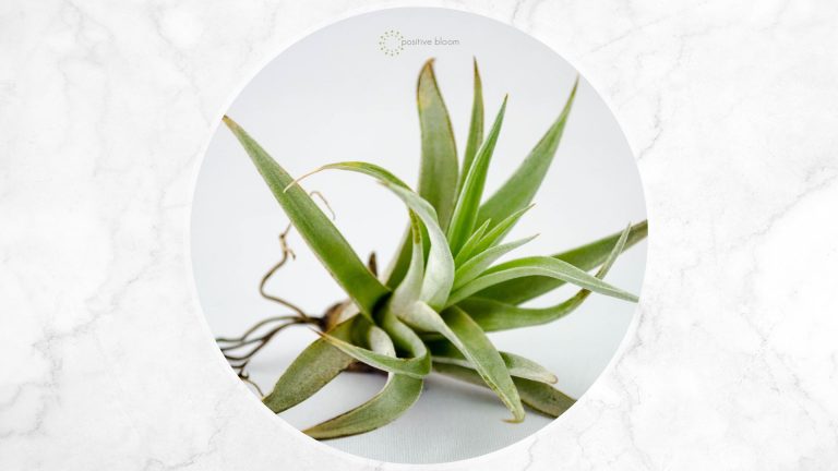 air plant lifespan