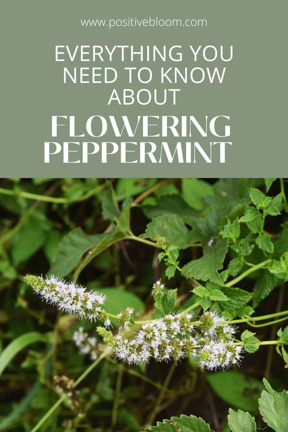 Everything You Need To Know About Flowering Peppermint Pinterest