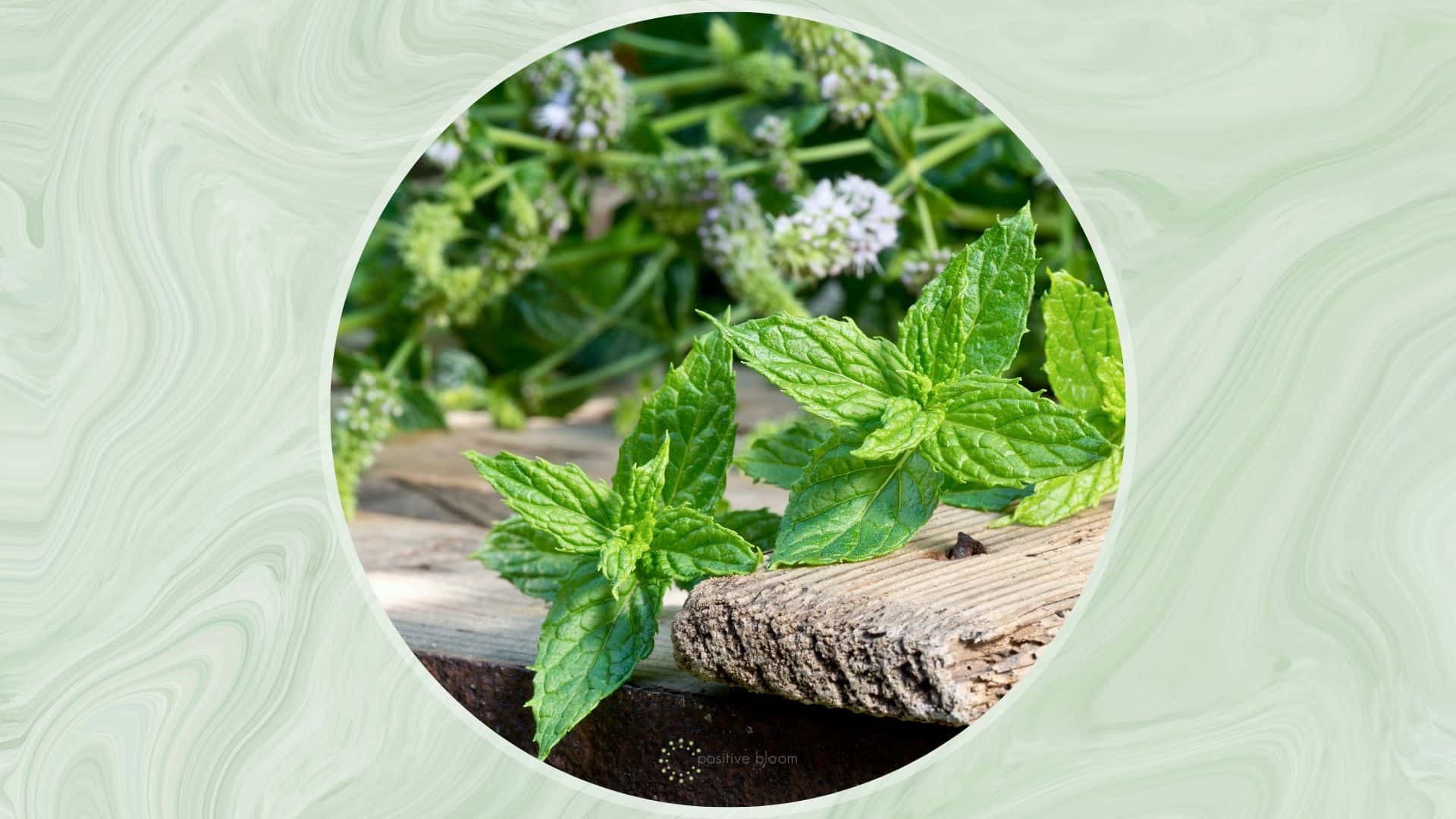 Everything You Need To Know About Flowering Peppermint