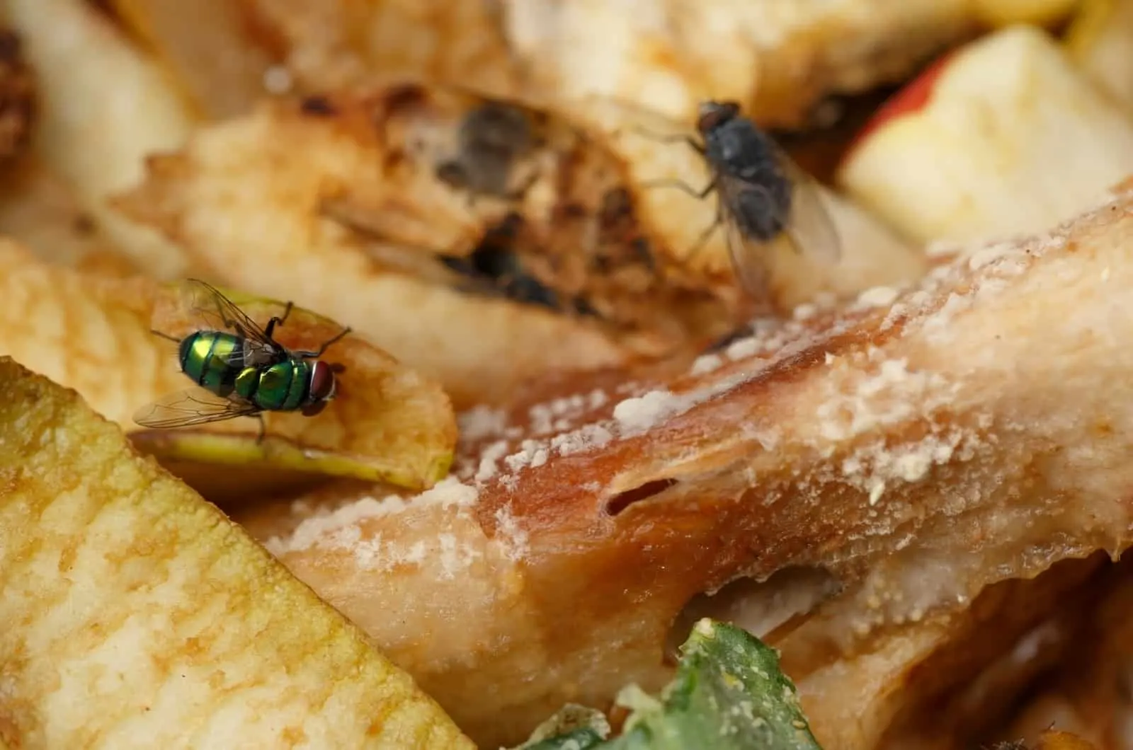 Flies In Compost