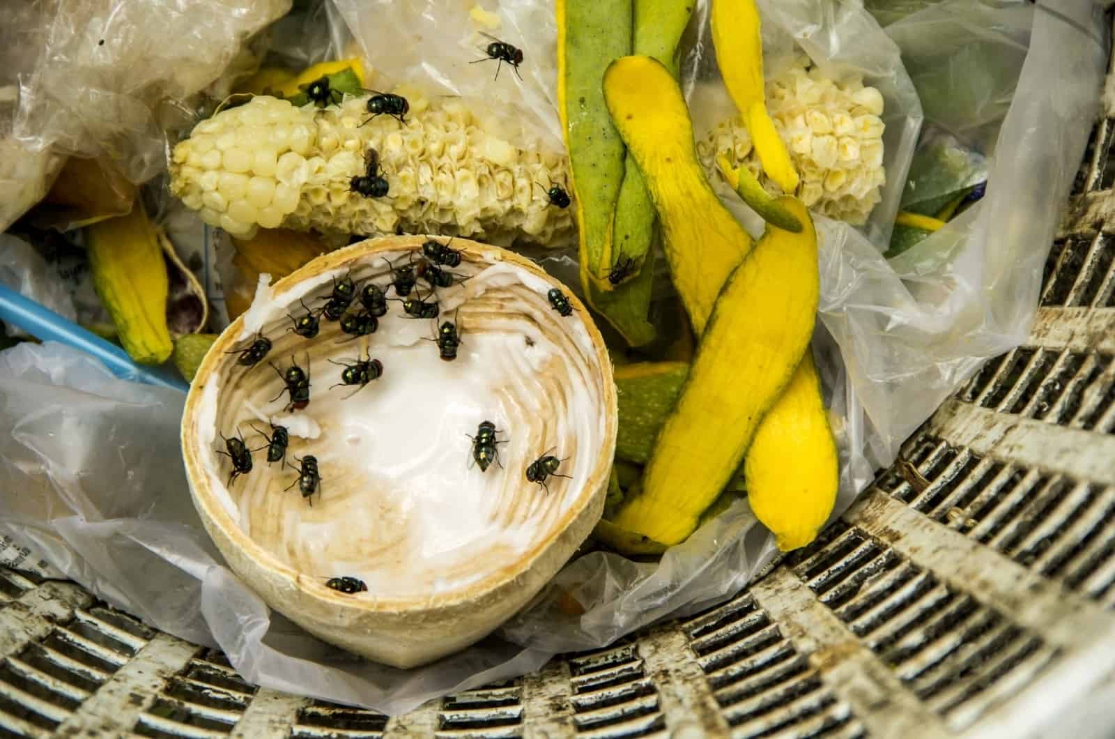 Flies In fresh Compost
