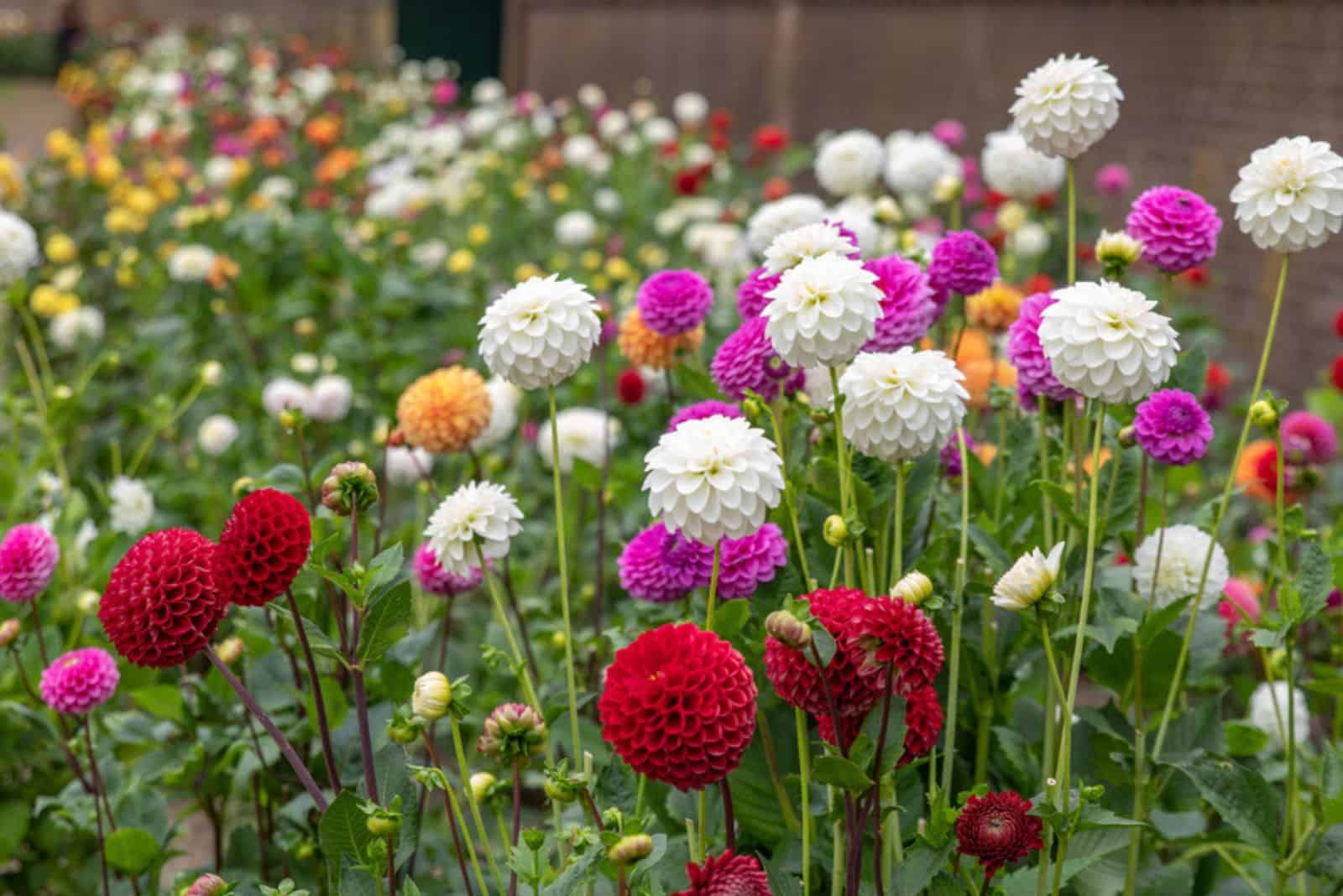 Flower field with different colors Dahlias