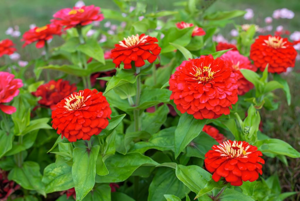A Complete Guide Through All The Zinnia Growth Stages