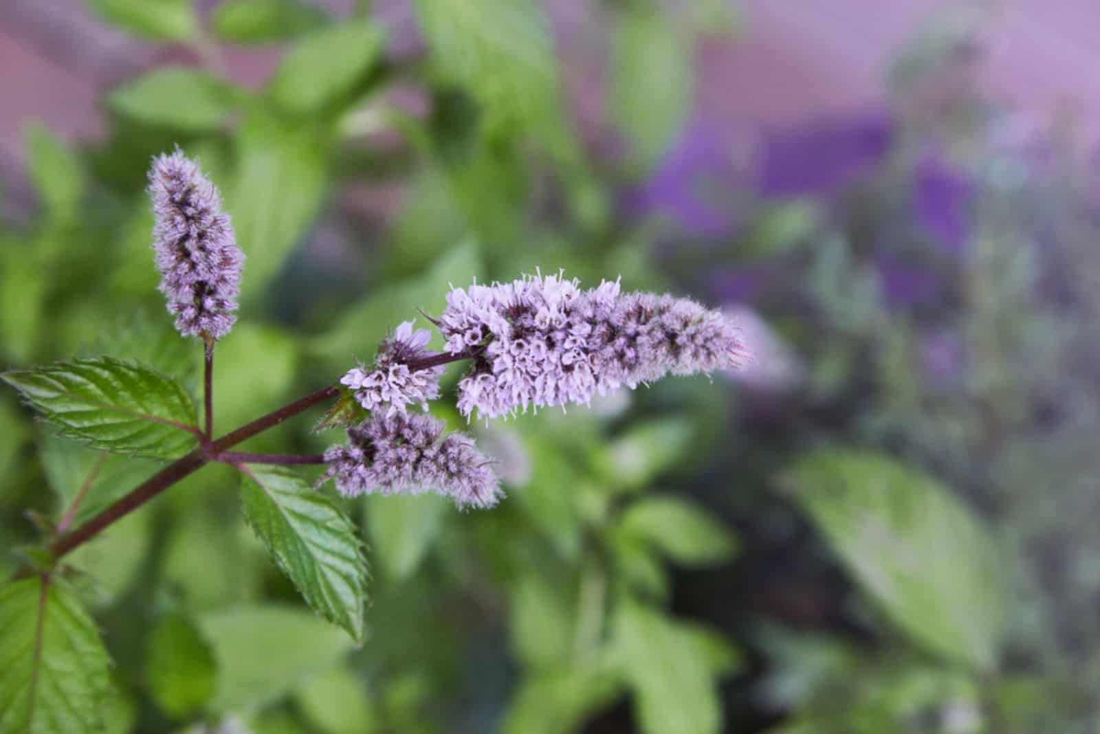 Fresh mint blossoms outdoors