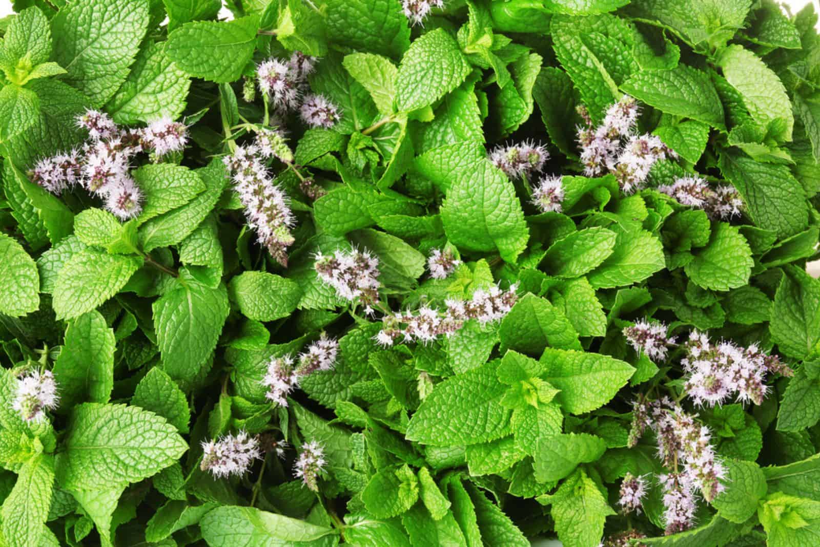Fresh mint with flowers