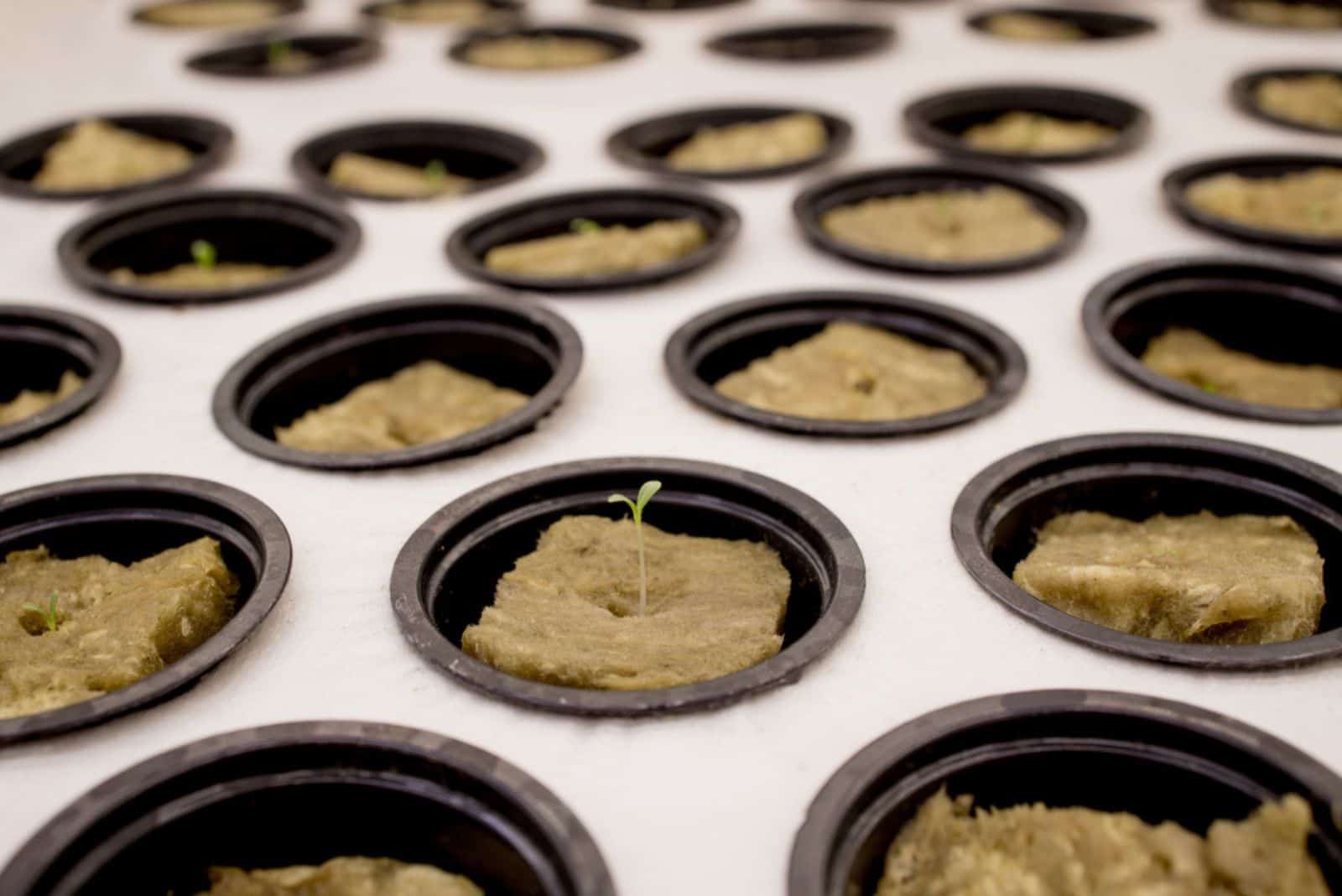 Germination on rockwool for hydroponic