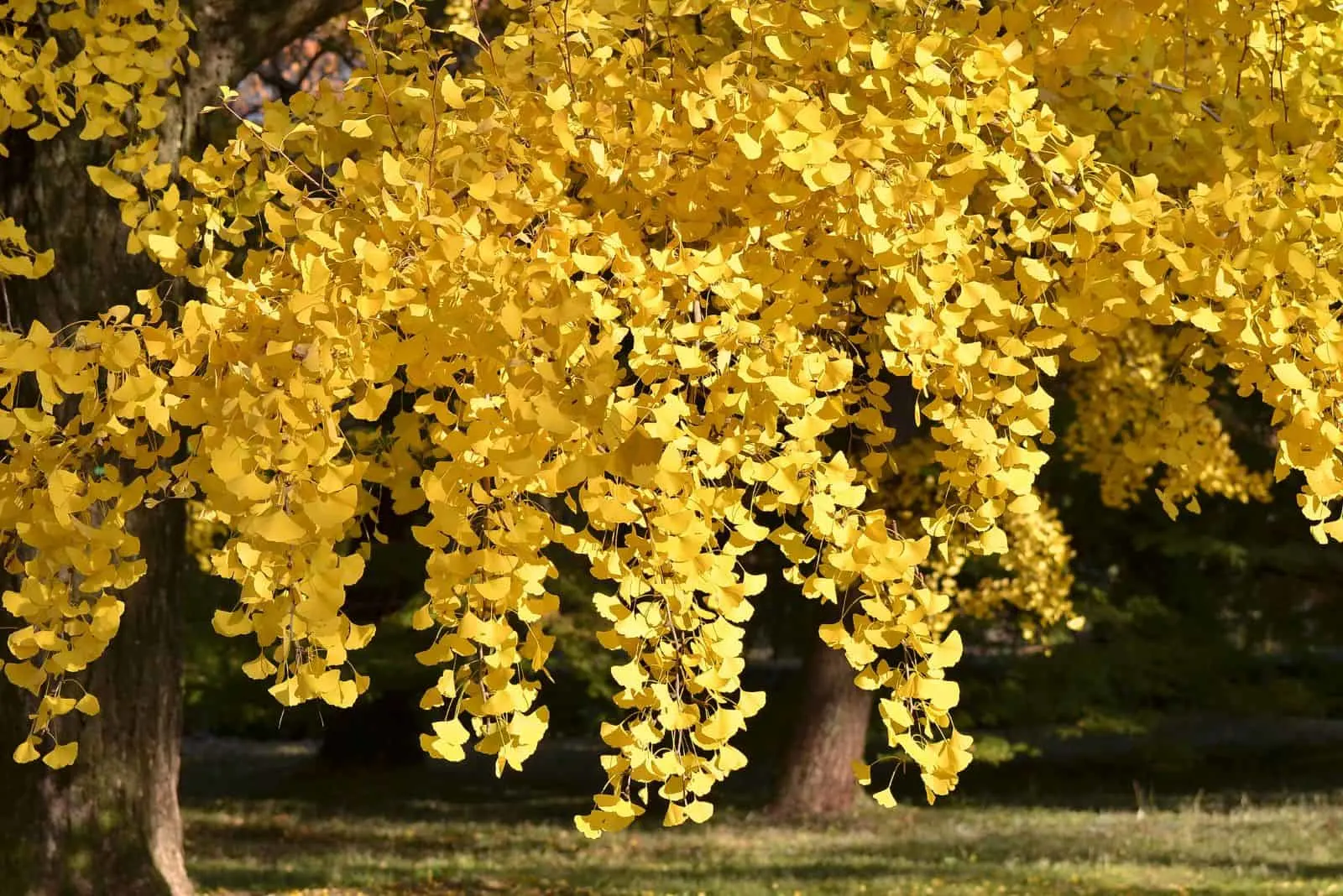 Ginkgo tree