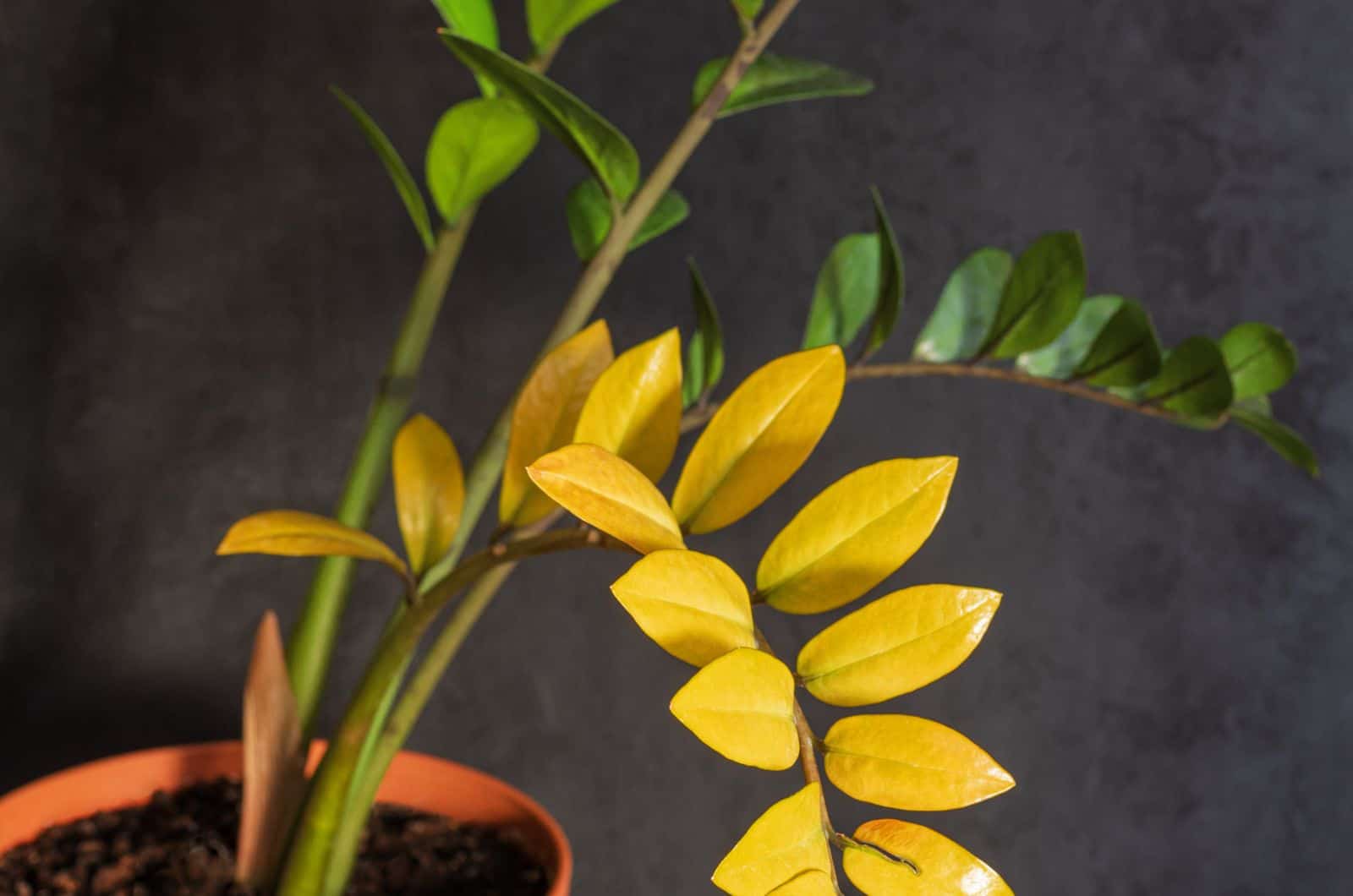 Gold Variegated ZZ Plant