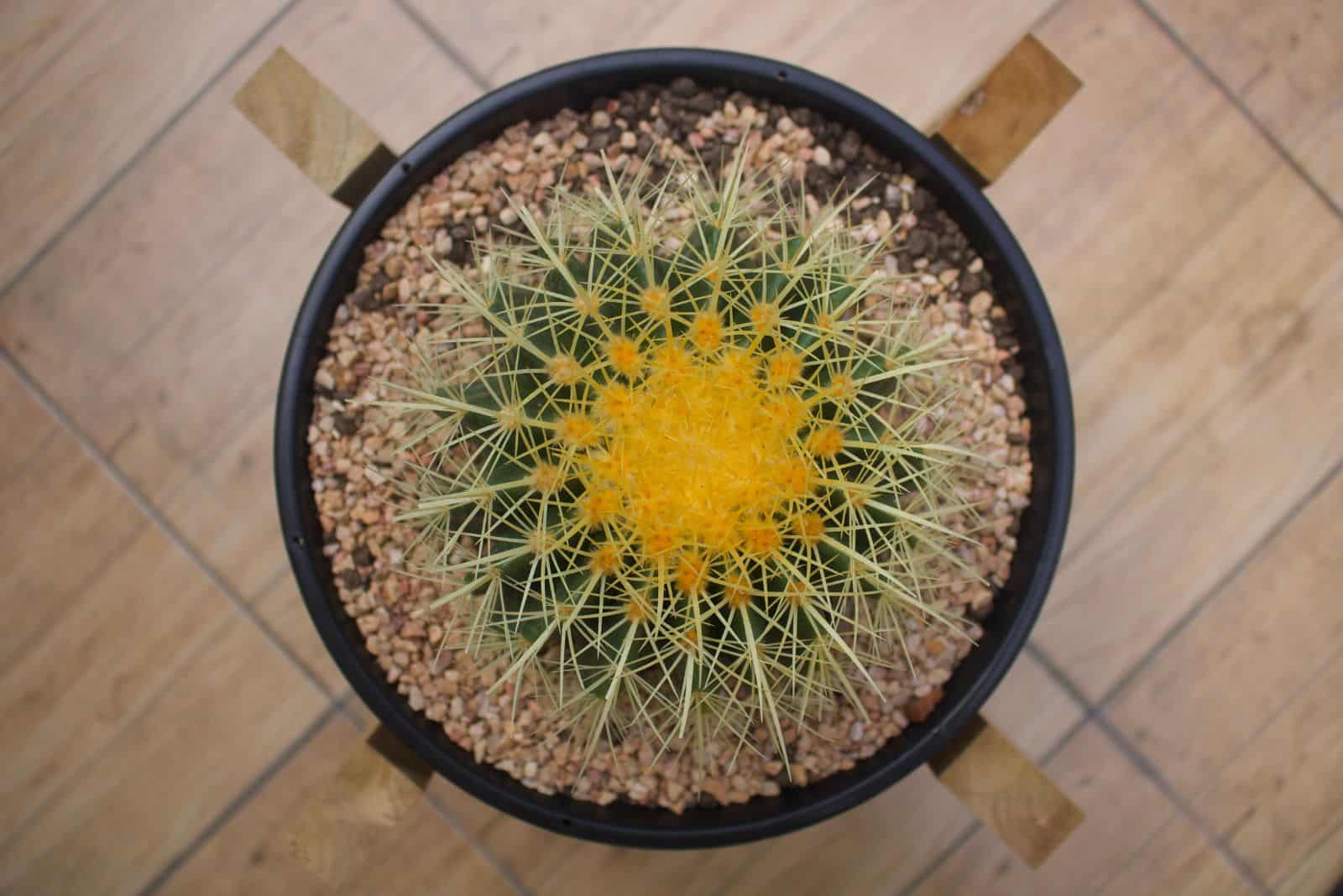 Golden Barrel Cactus in a black small pot