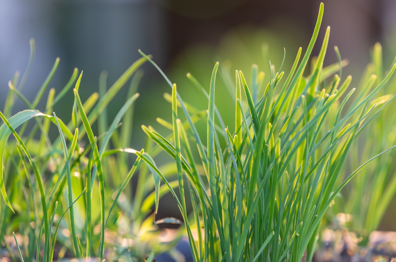 Green chives