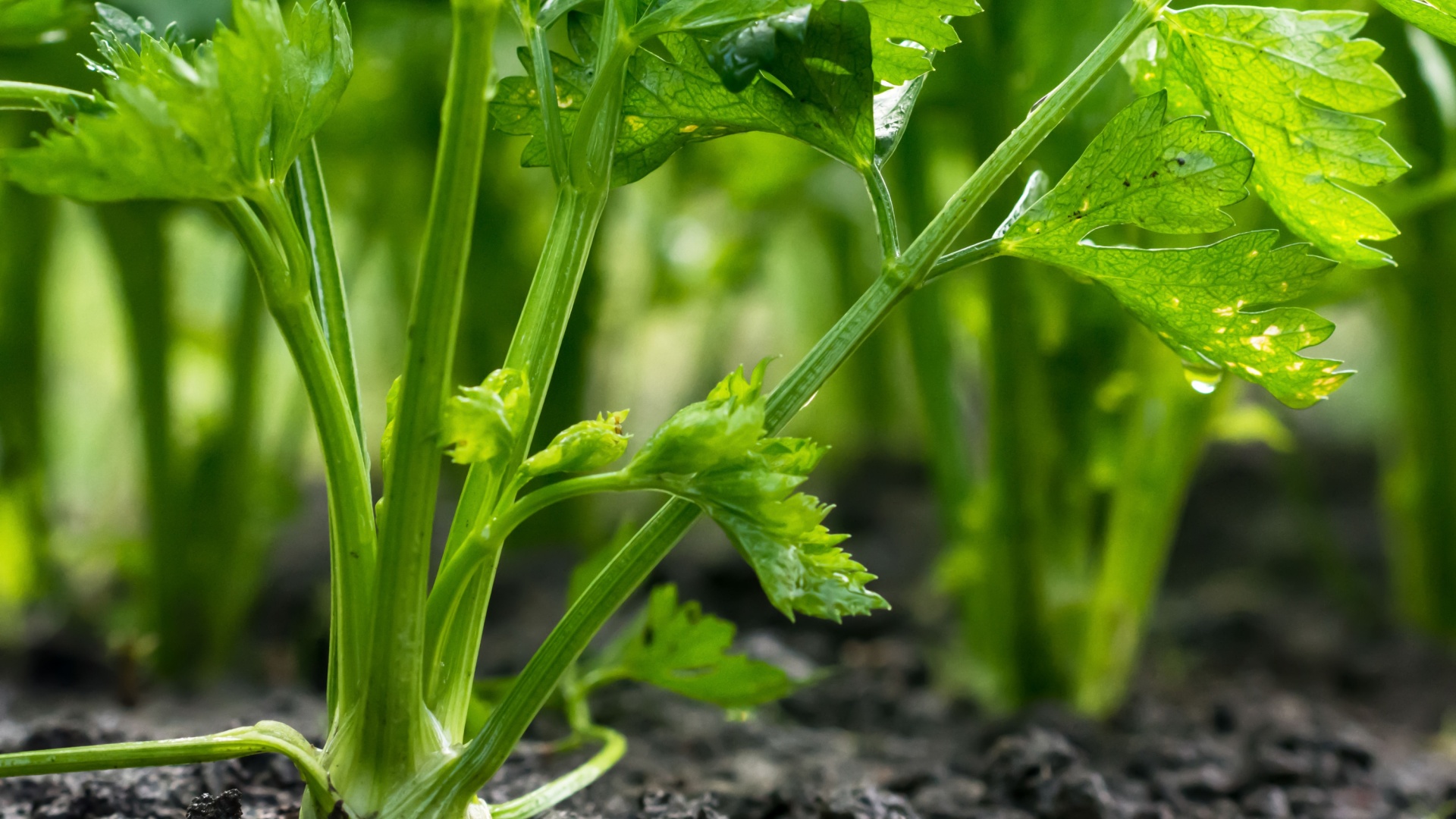 Grow Healthy And Pest-Free Celery With These 11 Amazing Companion Plants