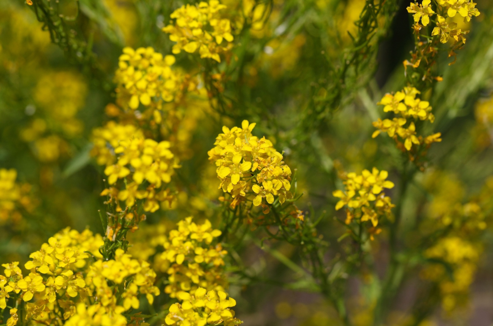 Hedge Mustard