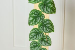 A Complete Care Guide To The Stunning Monstera Dubia