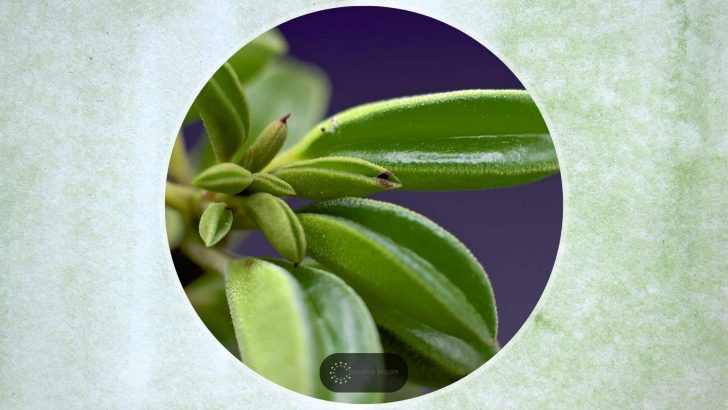 How To Care For Peperomia Nivalis + Solve Its Issues Expertly