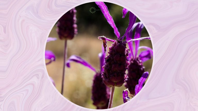 close shot of Spanish Lavender
