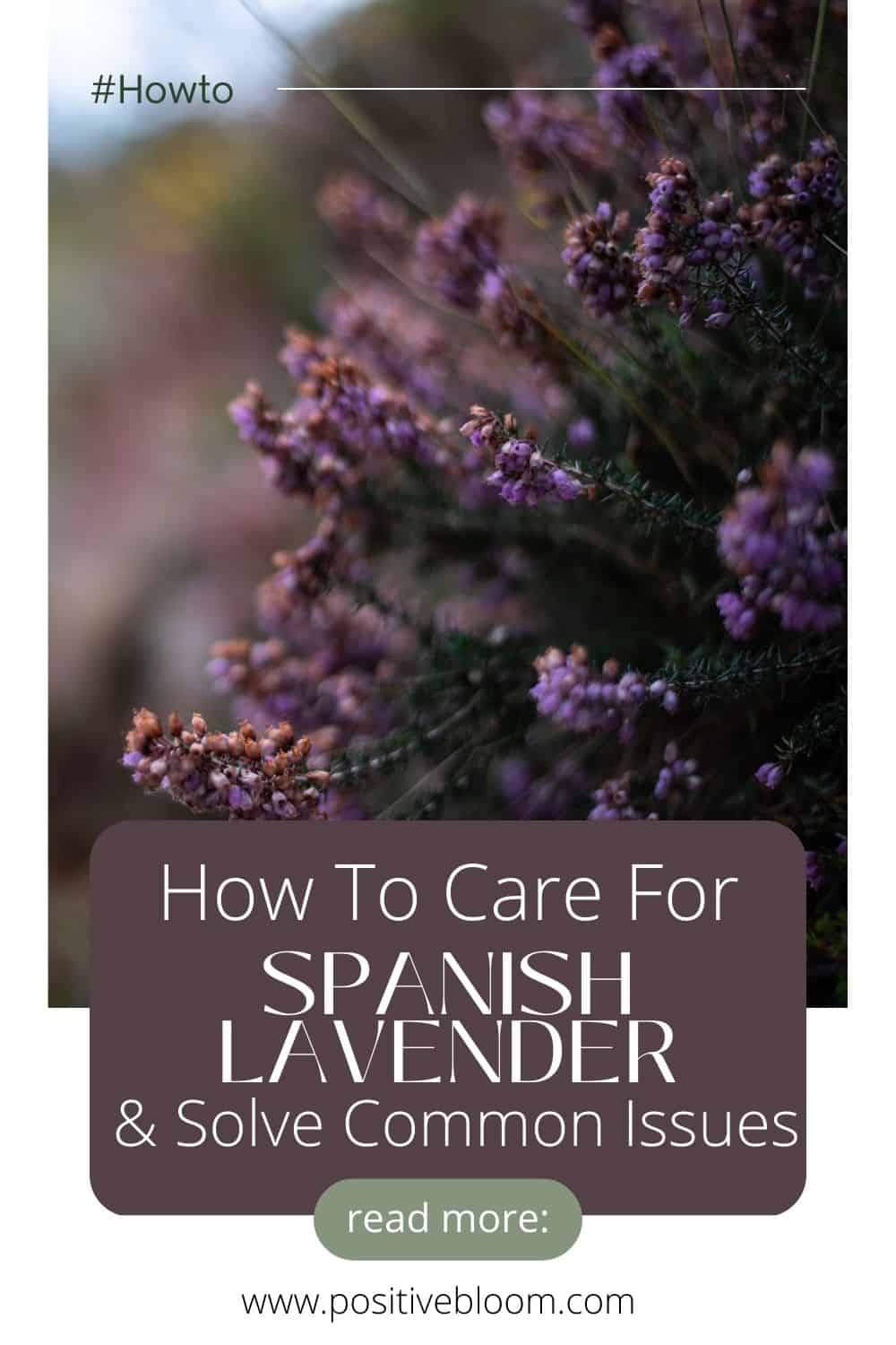 How To Care For Spanish Lavender & Solve Common Issues Pinterest