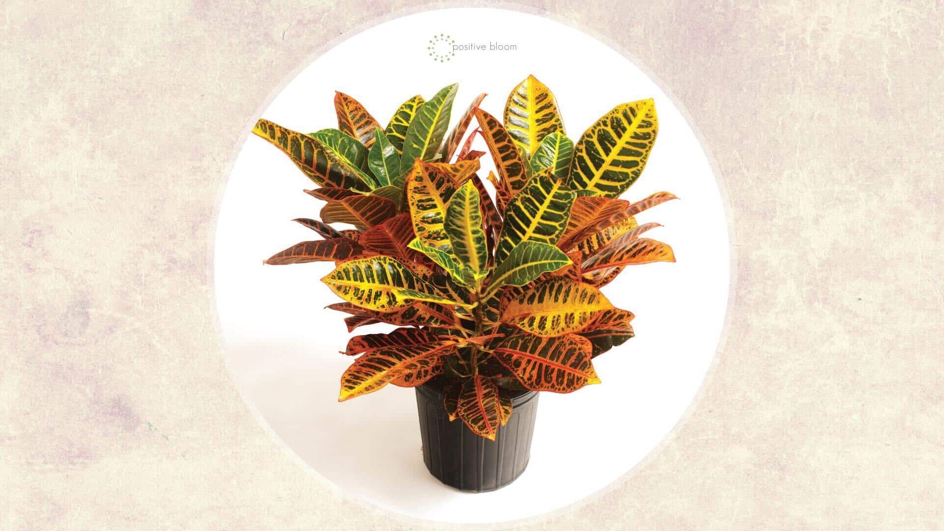 How To Grow And Care For The Bush On Fire Croton