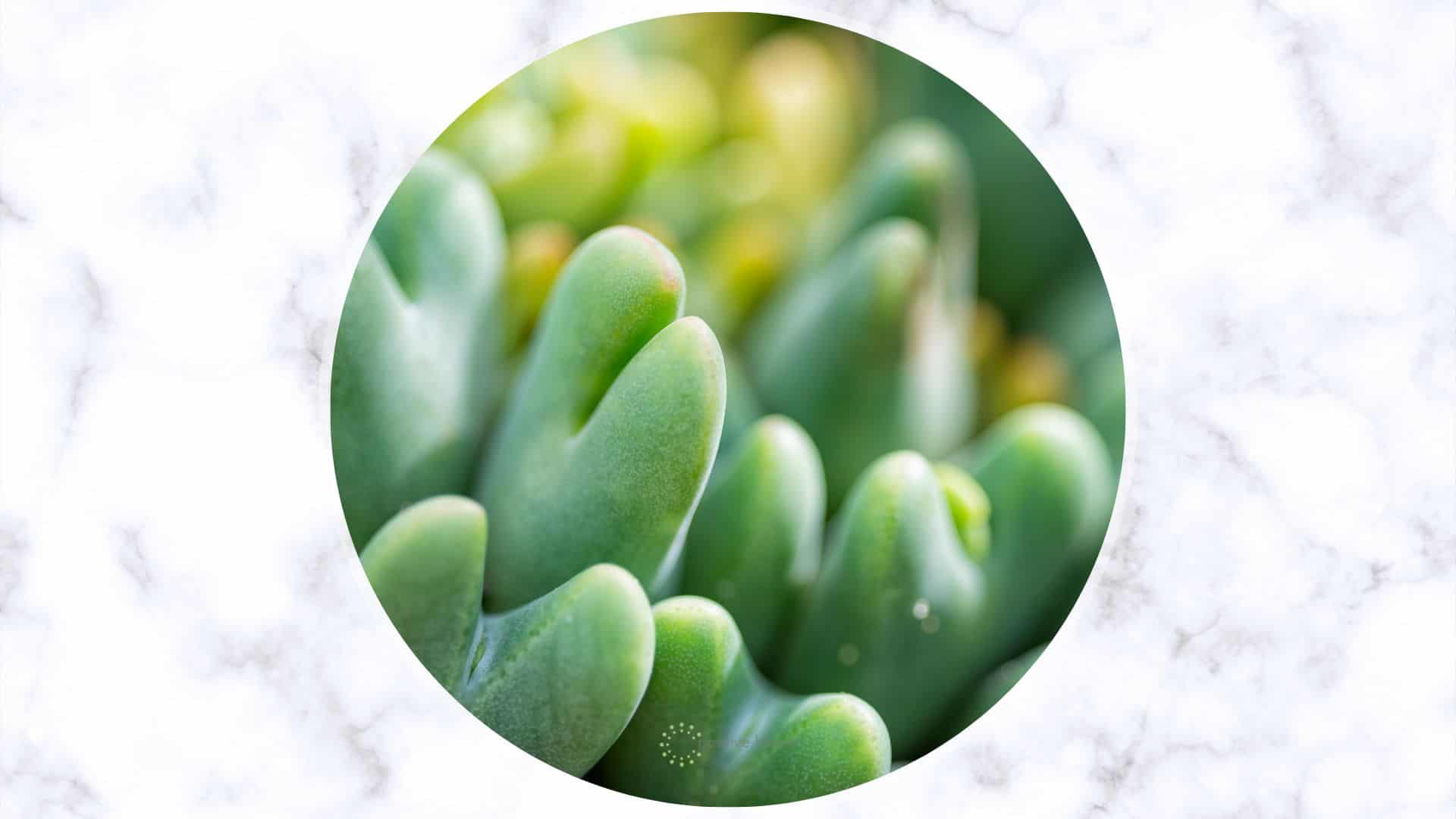 How To Grow And Care For The Conophytum Bilobum