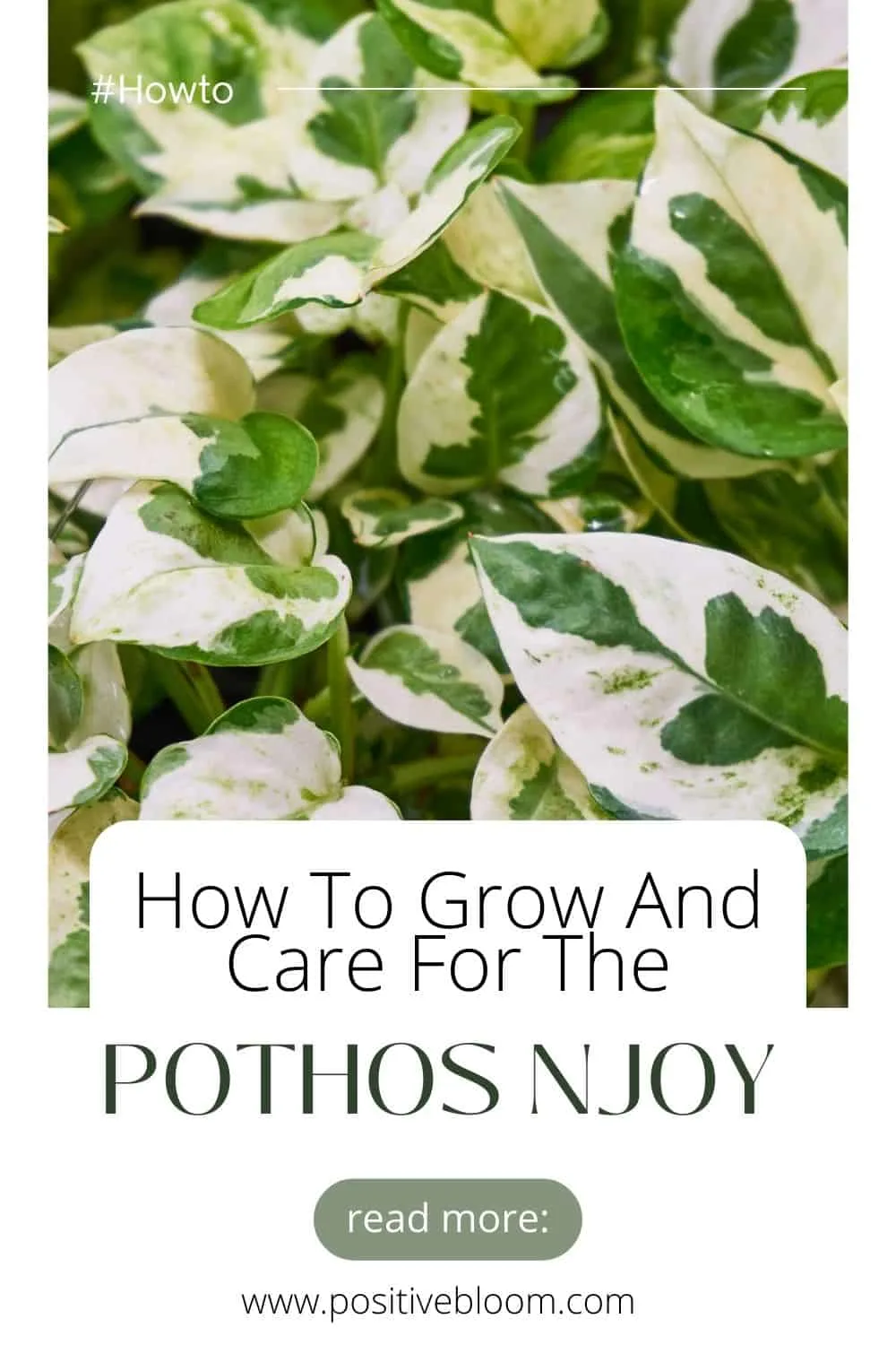 How To Grow And Care For The Stunning Pothos Njoy Pinterest