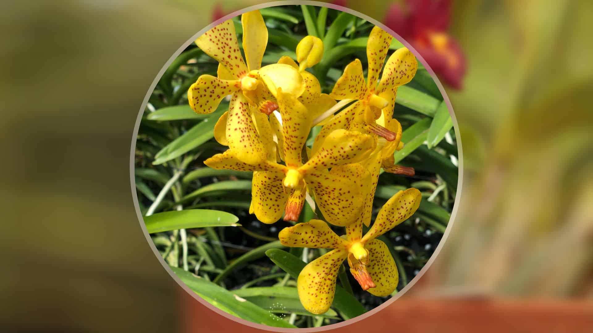 swan orchid aka cycnoches