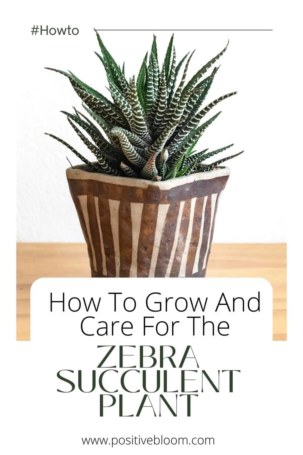 How To Grow And Care For The Zebra Succulent Plant Pinterest