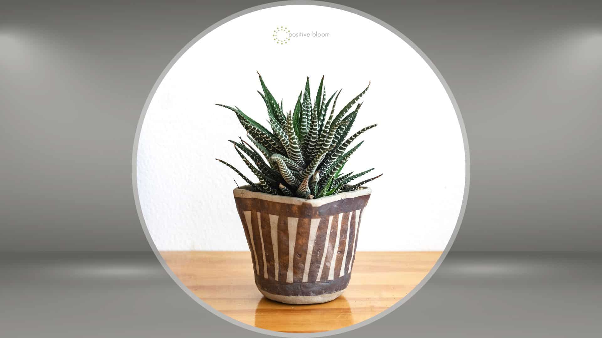 How To Grow And Care For The Zebra Succulent Plant