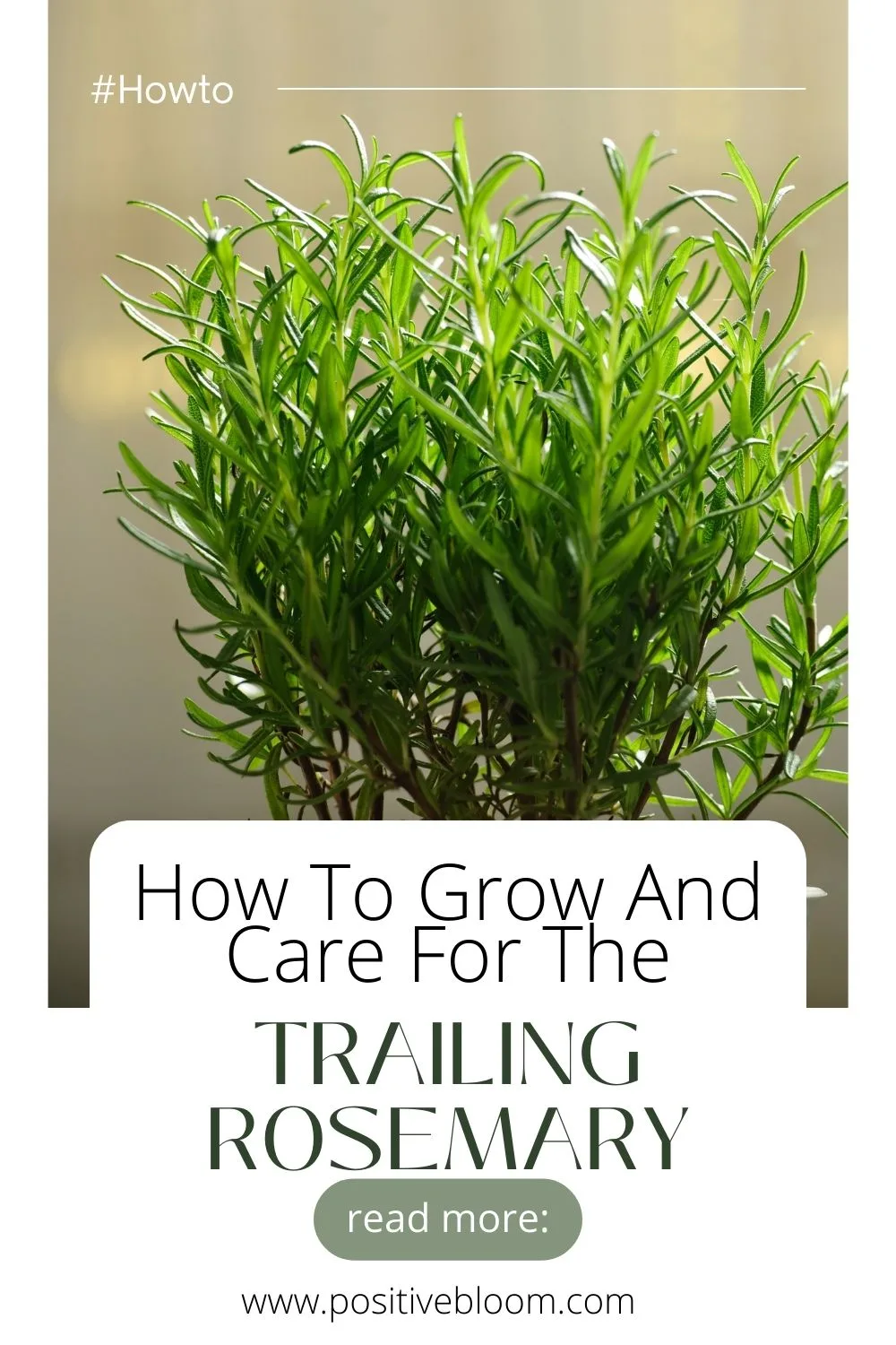 How To Grow And Care For Trailing Rosemary Pinterest