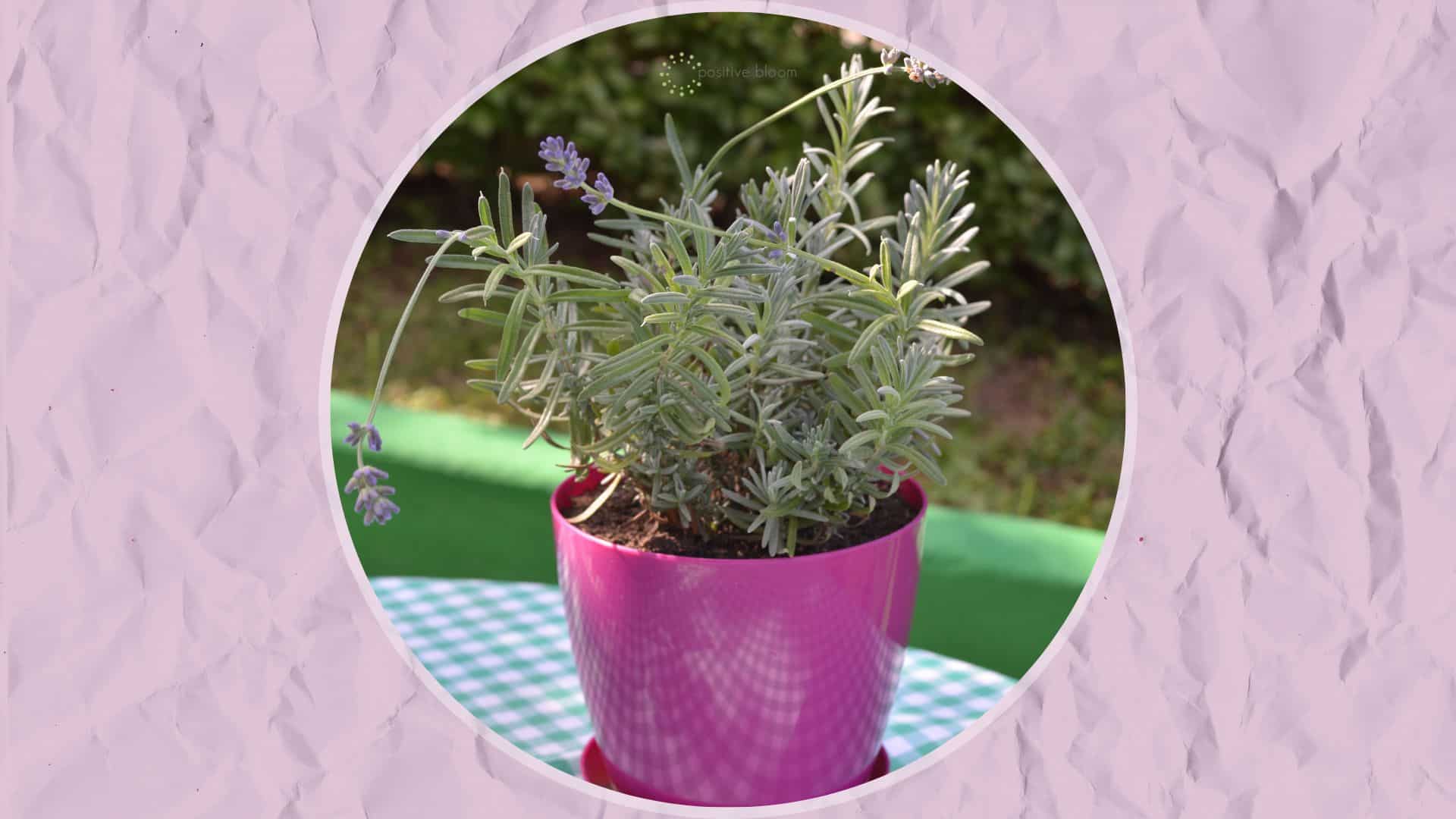 lavender growing in a purple pot