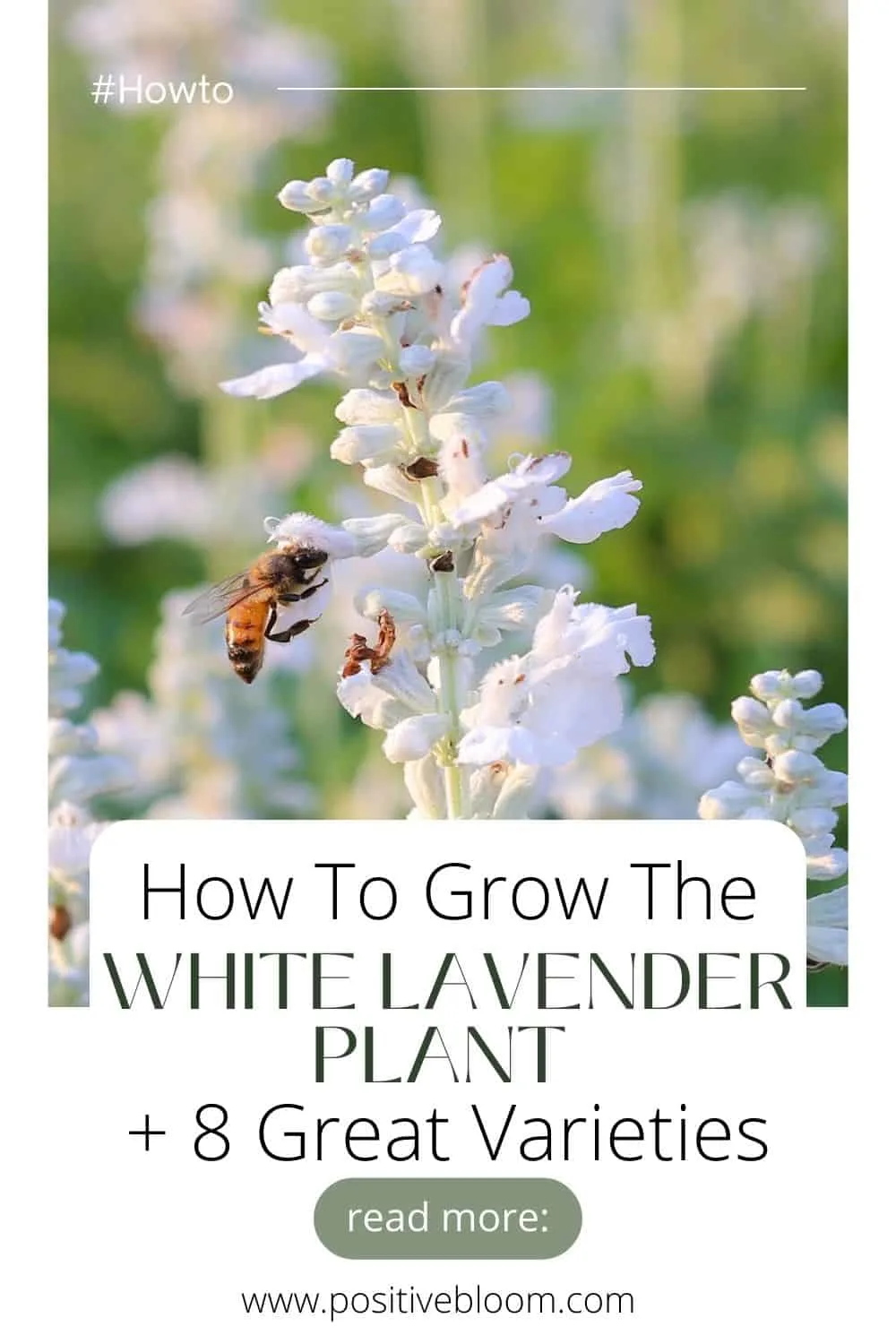 How To Grow The White Lavender Plant + 8 Great Varieties Pintereet