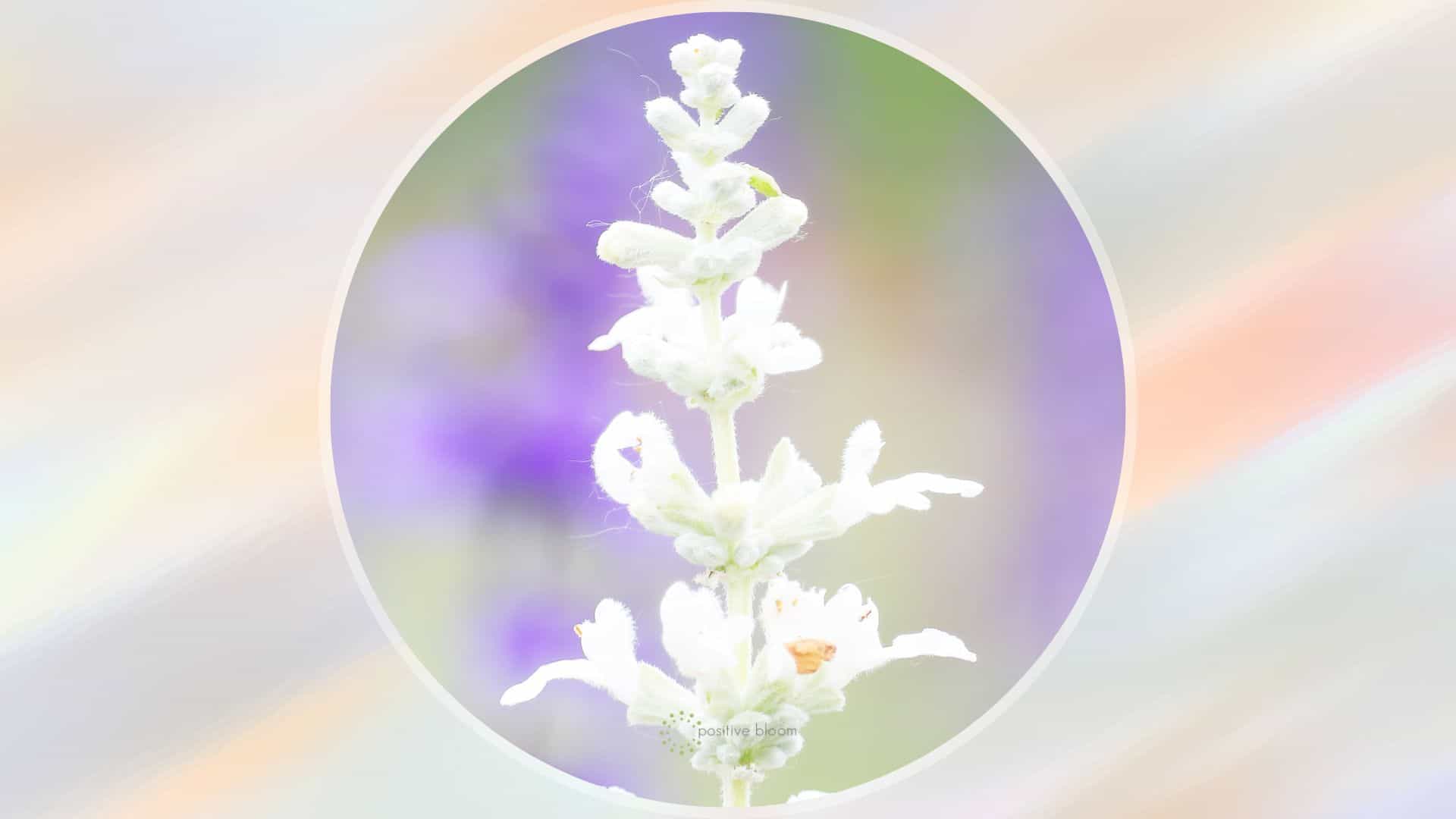 White Lavender Plant