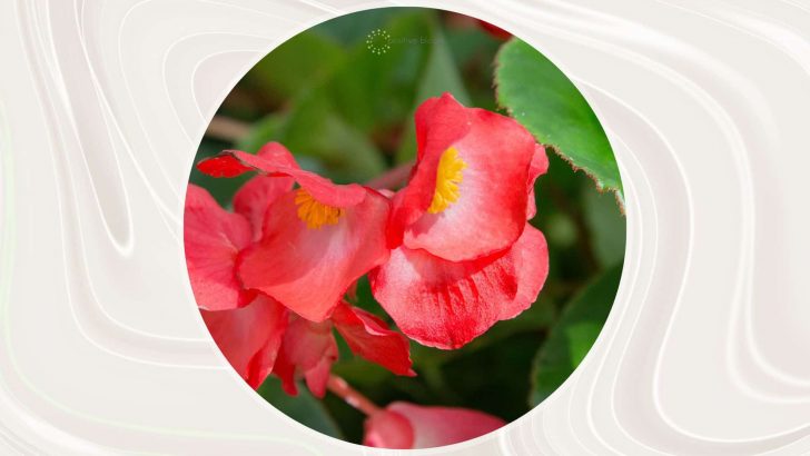 How To Keep Begonias Blooming? All You Need To Know