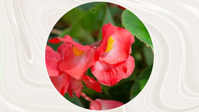 blooming begonias flowers