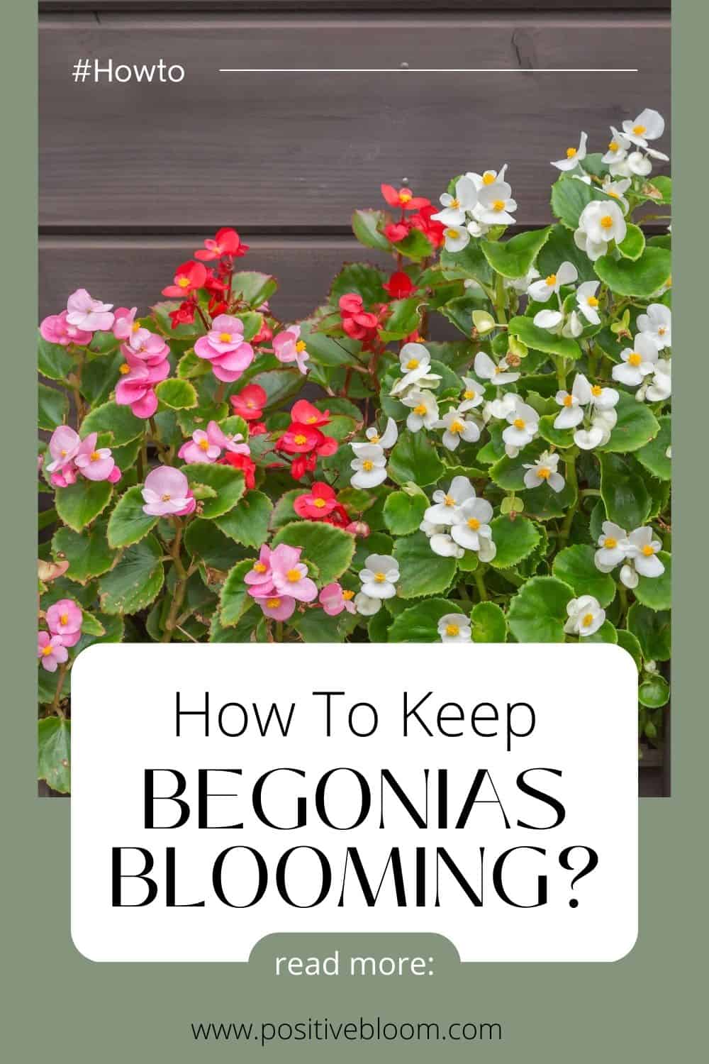 How To Keep Begonias Blooming? All You Need To Know Pinterest