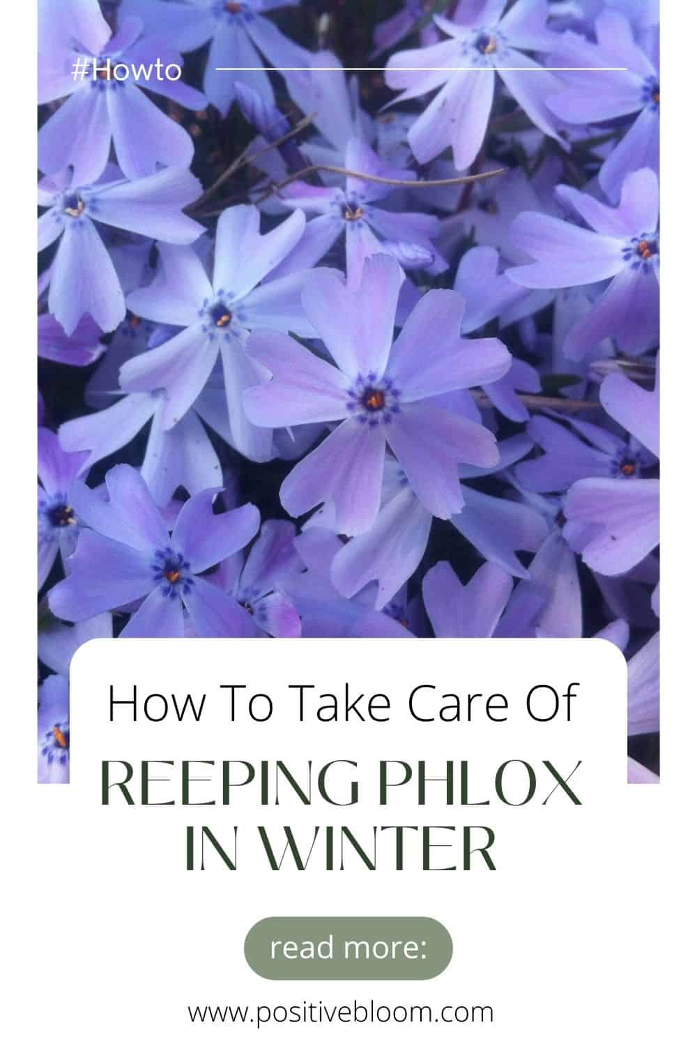 How To Take Care Of Creeping Phlox In Winter Pinterest
