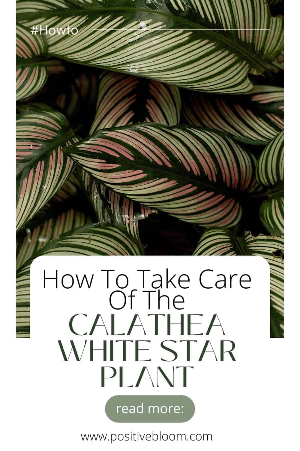 How To Take Care Of The Calathea White Star Plant Pinterest