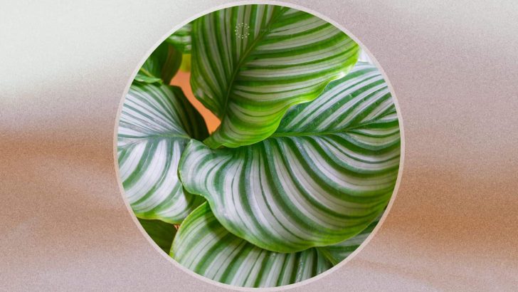 How To Take Care Of The Calathea White Star Plant