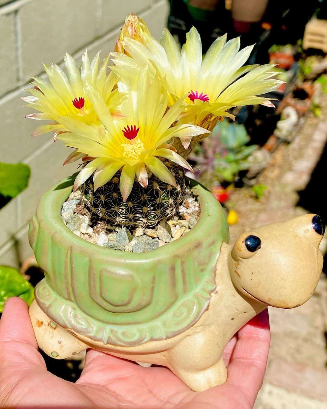 Indian Head Cactus