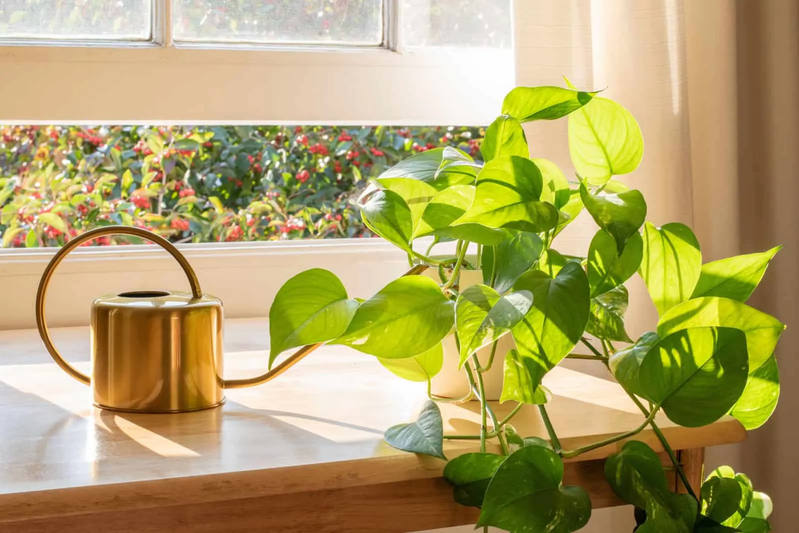 Indoor Golden pothos houseplant next to a watering can in a beautifully designed home interior