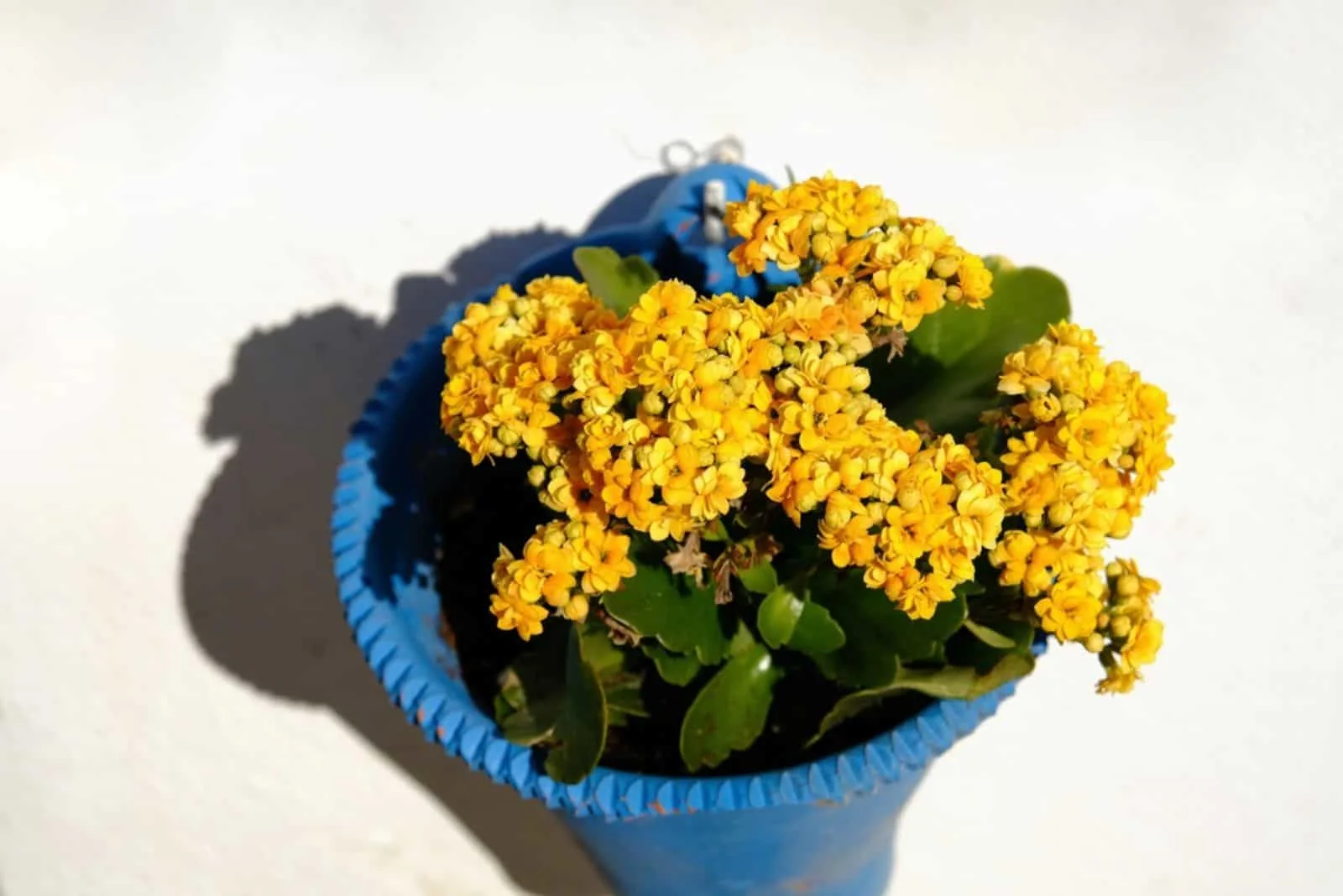 Kalanchoe Blossfeldiana in a blue pot with yellow flowers